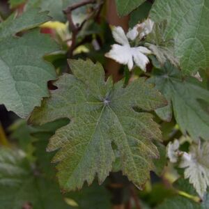 Vitis vinifera 'Purpurea' (O/B) 60-80 cm